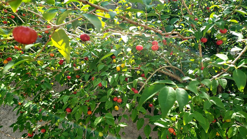 ChoppRampim ChoppRampim